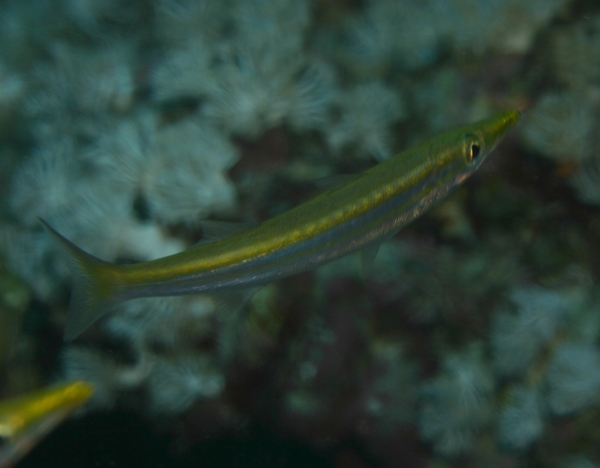 Barracuda - Blackfin Barracuda