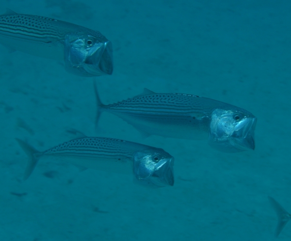 Mackerels - Indian Mackerel Mackerels - Indian Mackerel