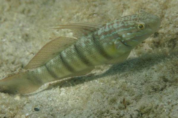 Gobies - Butterfly Goby