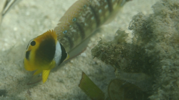 Butterflyfish - Striped Butterflyfish