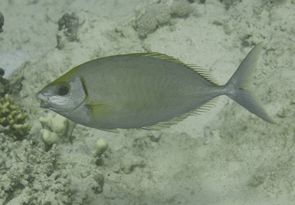Rabbitfish - Streamlined Spinefoot Rabbitfish - Streamlined Spinefoot