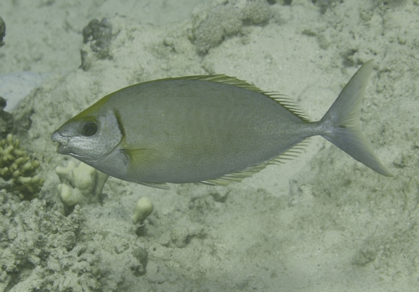 Rabbitfish - Streamlined Spinefoot