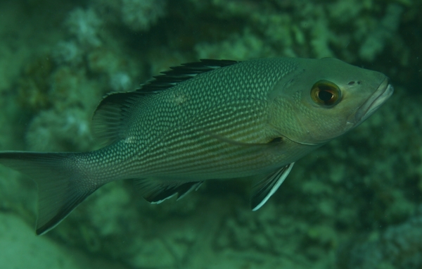 Snappers - Twinspot Snapper