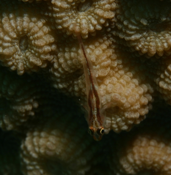 Gobies - Sebree's goby