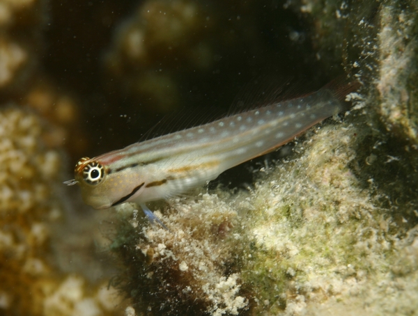 Blennies - Nalolo Blenny