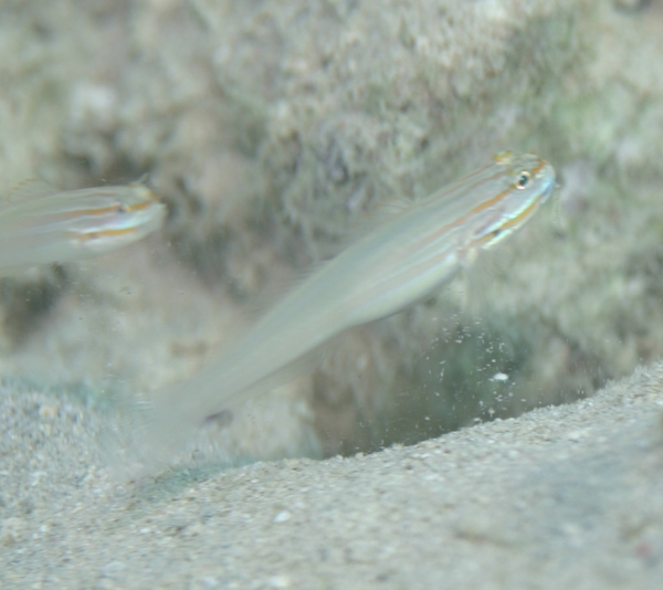 Gobies - Nocturn Goby