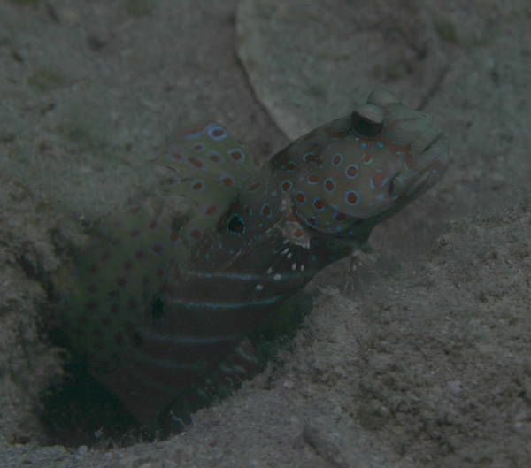 Gobies - Harlequin prawn goby