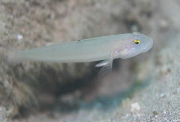 Gobies - Sixspot goby