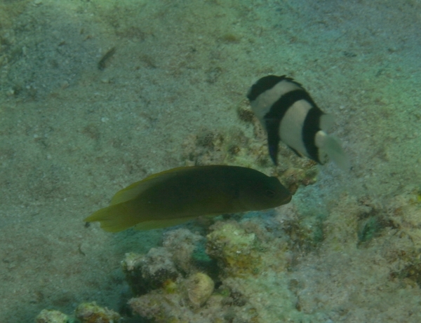 Dottybacks - Olive Dottyback