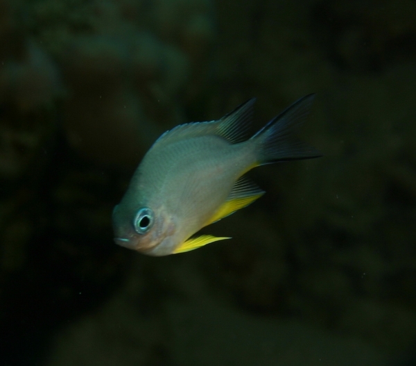 Damselfish - Whitebelly Damselfish