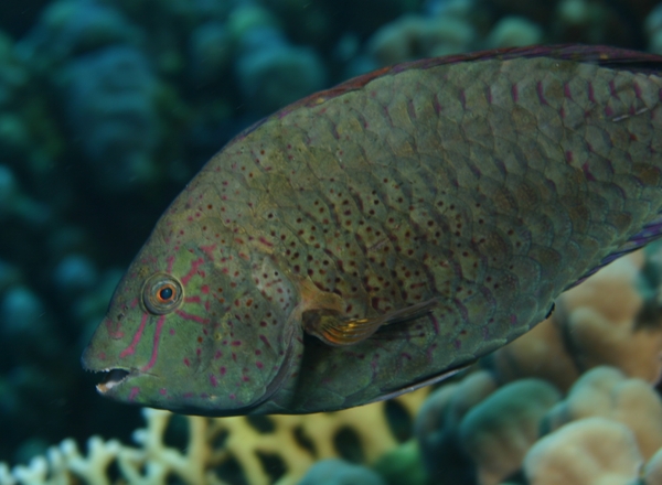 Parrotfish - Dotted Parrotfish