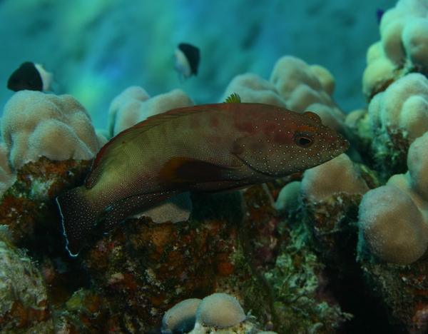 Groupers - Half-spotted Grouper