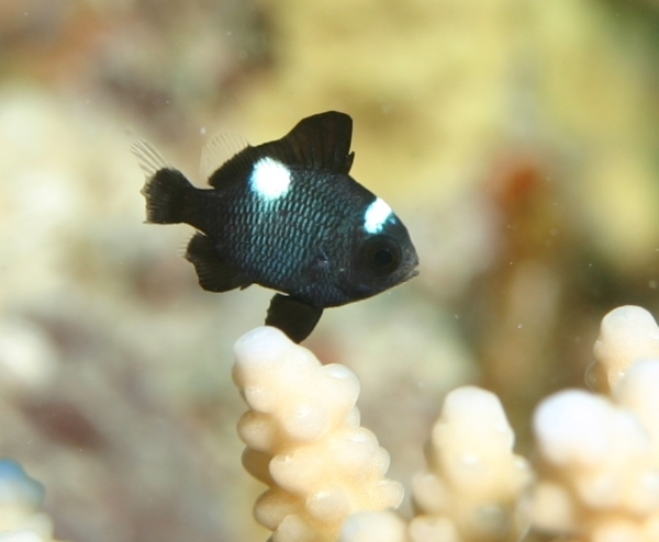 Damselfish - Threespot Dascyllus