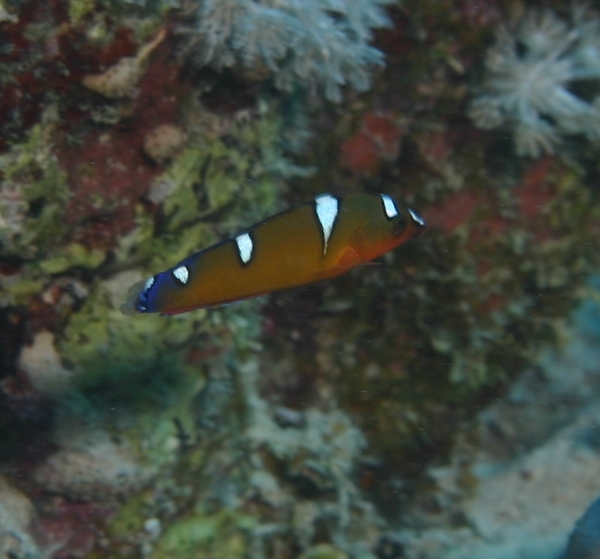 Wrasse - African Sand Wrasse