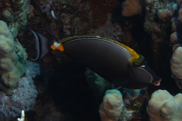 Surgeonfish - Orangespine Surgeonfish