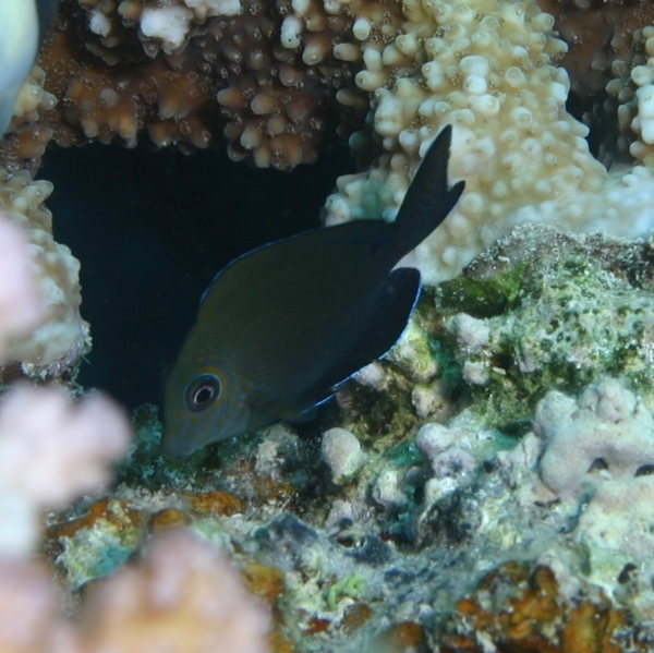 Surgeonfish - Dusky Surgeonfish