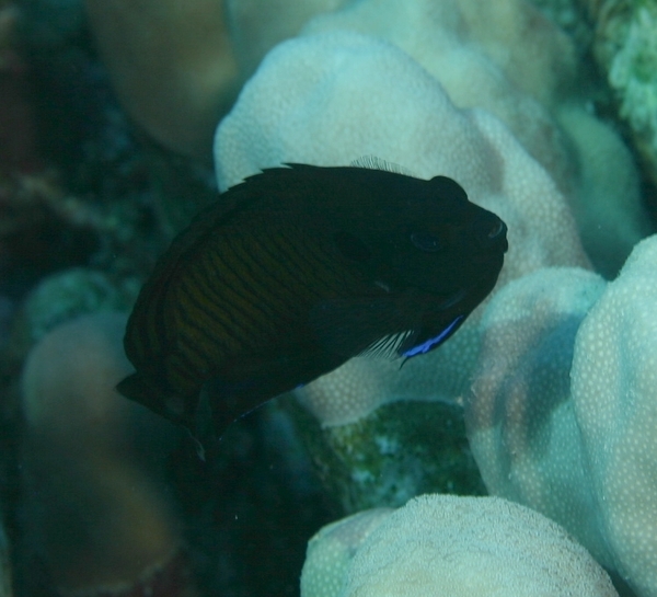 Angelfish - Dusky Angelfish