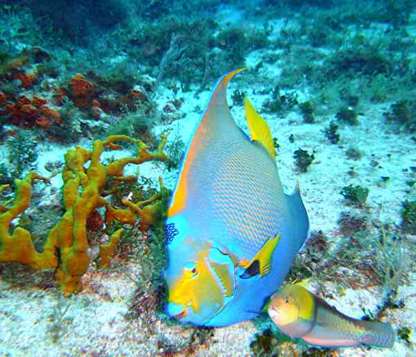 Wrasse - Yellowhead Wrasse