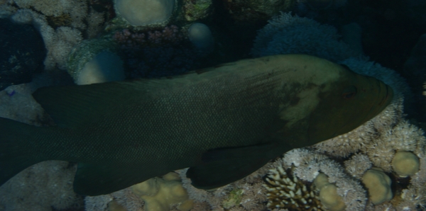 Groupers - Redmouth Grouper