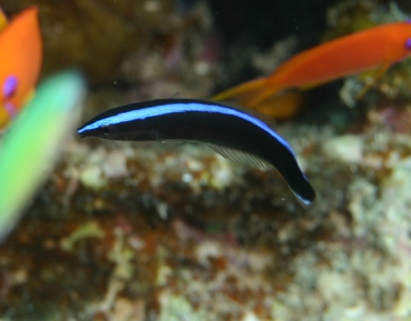 Bluestreak Cleaner Wrasse - Labroides dimidiatus