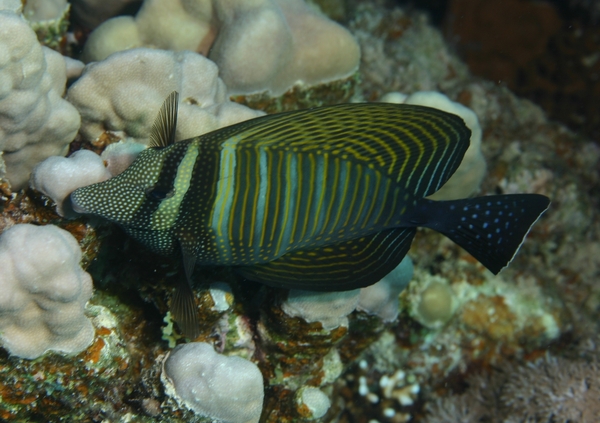 Surgeonfish - Desjardini Sailfin Tang