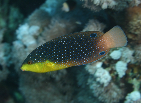 Wrasse - Twist's Wrasse