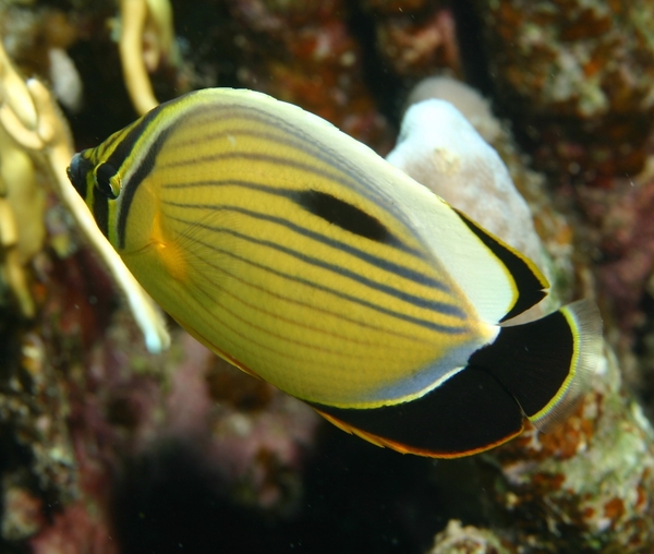 Butterflyfish - Exquisite Butterflyfish