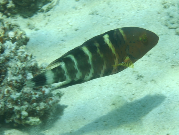 Wrasse - Red-breasted Splendour Wrasse