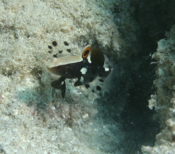 Gobies - Whitecap Goby