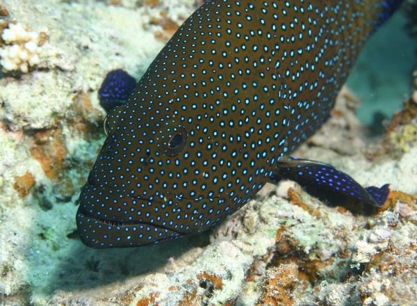 Groupers - Peacock Grouper