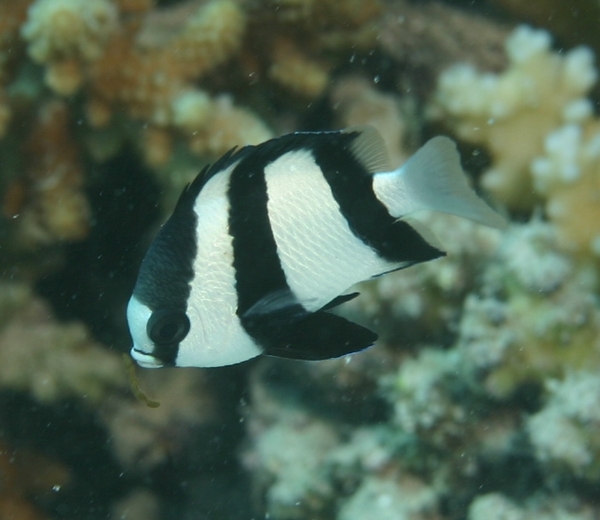 Damselfish - Banded Damselfish