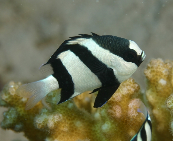 Damselfish - Banded Damselfish