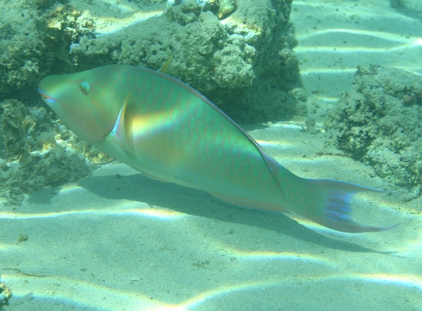 Parrotfish - Longnose Parrotfish