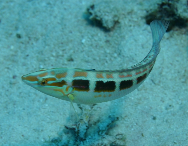 Wrasse - Spottail Coris