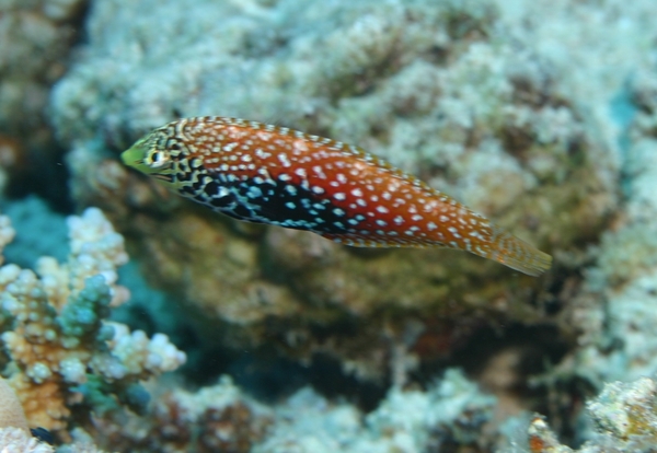 Wrasse - Vermiculate Wrasse