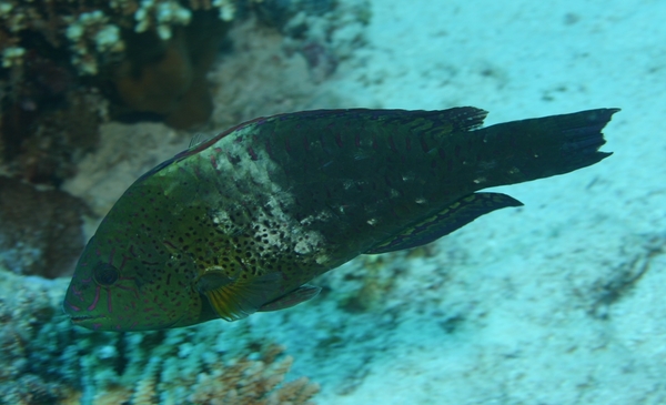 Parrotfish - Dotted Parrotfish Parrotfish - Dotted Parrotfish