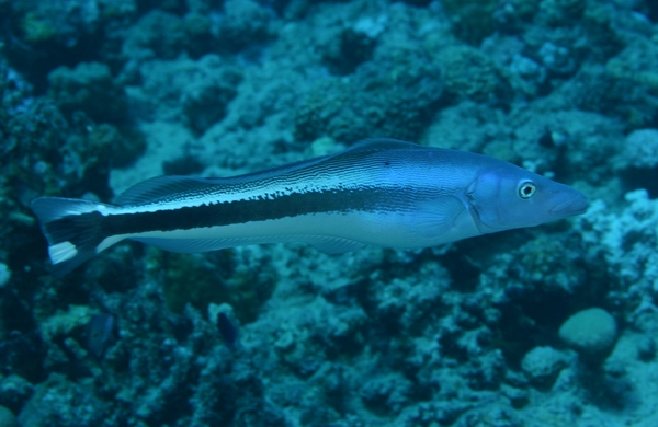 Tilefish - Blue blanquillo