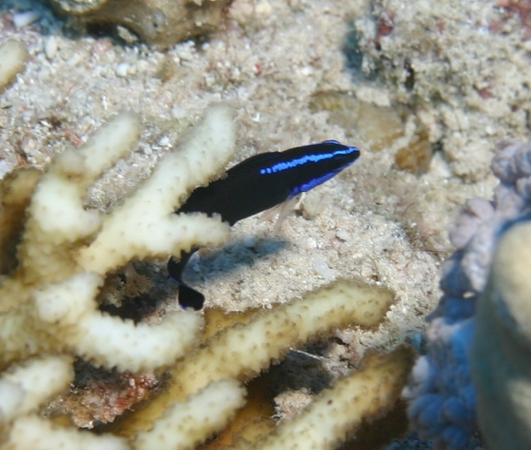 Dottybacks - Blue-striped dottyback