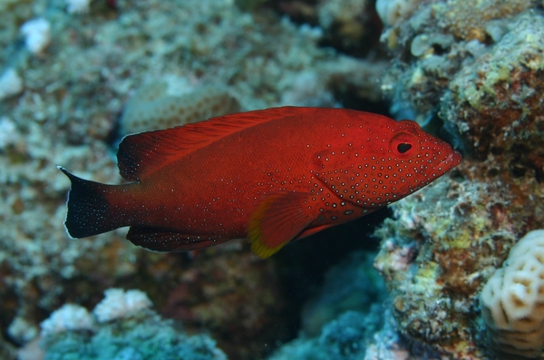 Groupers - Half-spotted Grouper