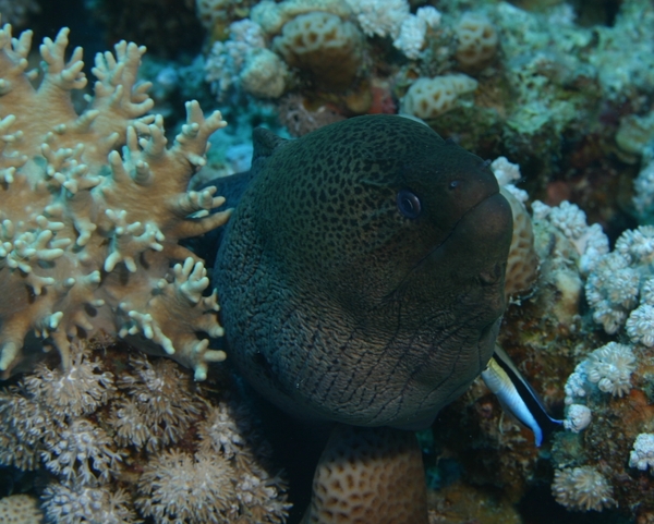 Moray - Giant Moray Moray - Giant Moray