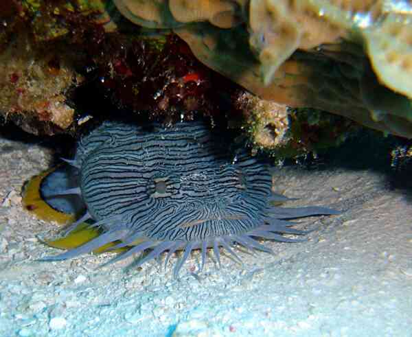 Toadfish - Splendid Toadfish