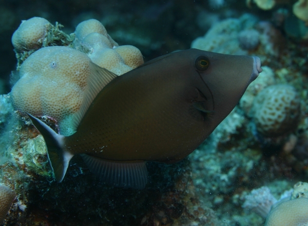 Triggerfish - Bluethroat Triggerfish