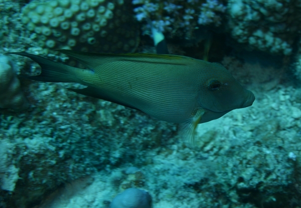 Surgeonfish - Striped Bristletooth