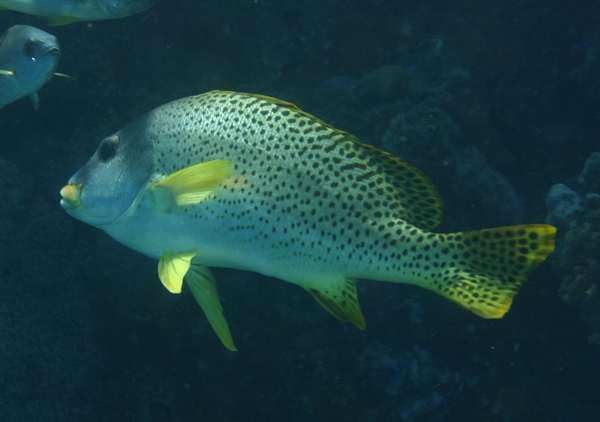 Grunts - Blackspotted Sweetlips