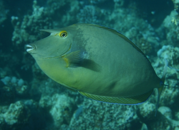 Surgeonfish - Bluespine Unicornfish