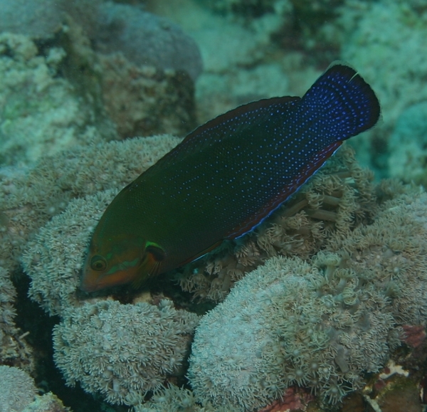 African Sand Wrasse - Coris cuvieri