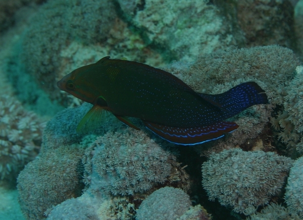 Wrasse - African Sand Wrasse