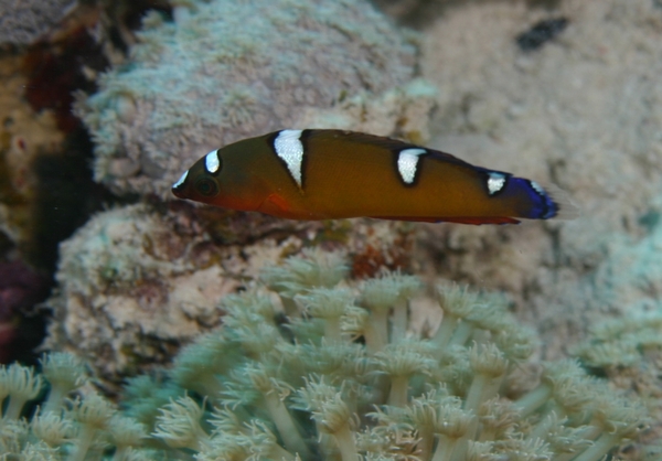 Wrasse - African Sand Wrasse