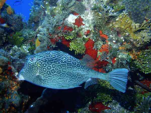 Trunkfish - Honeycomb Cowfish