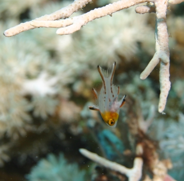 Hogfish - Lyretail Hogfish Hogfish - Lyretail Hogfish